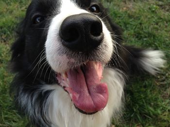 Close-up portrait of dog