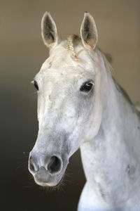 Close-up portrait of a horse