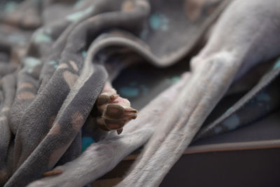 Close up of a pet greyhound's paw sticking out from under her paw patterned blanket.