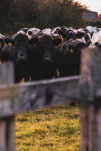 Cows in pen