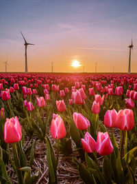 Pink flowers on field against sky during sunset,