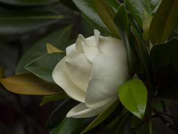 Close-up of white flowers
