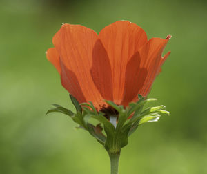 Close-up of orange flowering plant