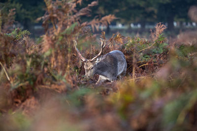 Deer in a forest