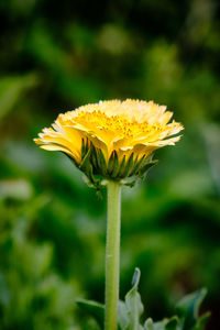 Close-up of yellow flowering plant