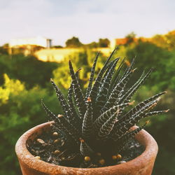 Close-up of succulent plant on field