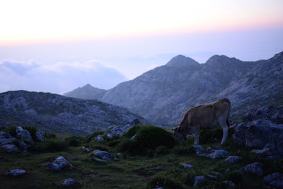 Cow grazing on mountain against sky during sunset