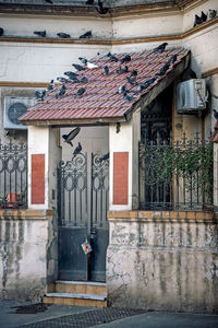 Pigeons on tiled roof