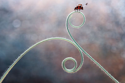 Close-up of ladybug on tendril