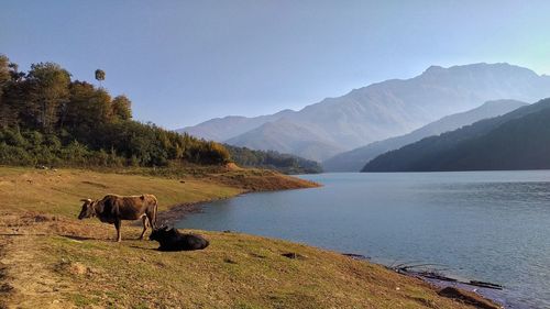 View of a sheep in a lake