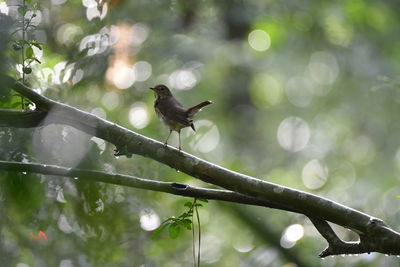 Low angle view of bird perching on tree