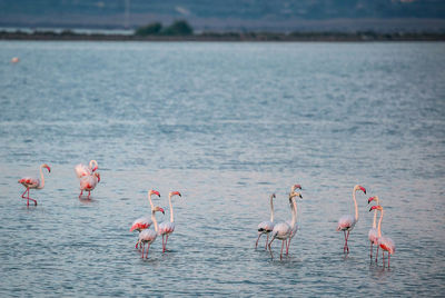 Flamingoes in sea