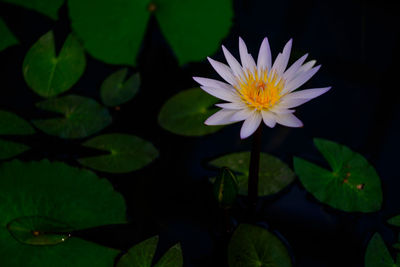 Close-up of lotus water lily in pond