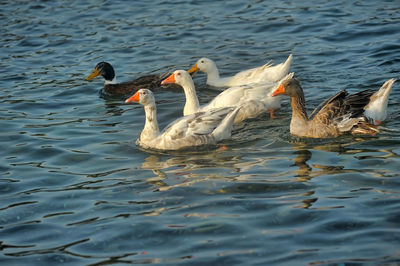 Swans swimming in lake