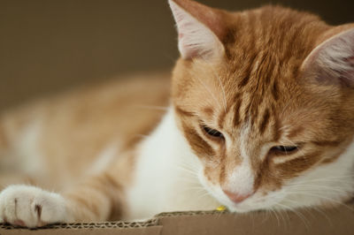 Close-up of ginger cat sleeping