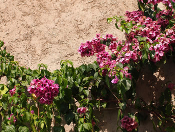 Close-up of pink flowering plants