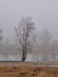 Bare trees on field against sky