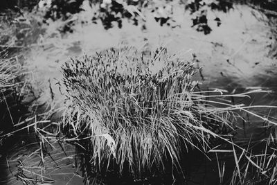 High angle view of grass