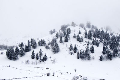 Pine trees forest landscape in winter, snowy mountains in gudauri, georgia