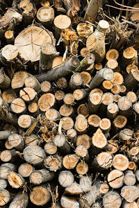 Full frame shot of logs in forest