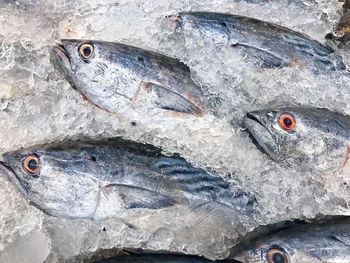 Close-up of fish for sale