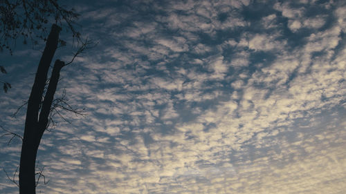 Low angle view of silhouette trees against dramatic sky