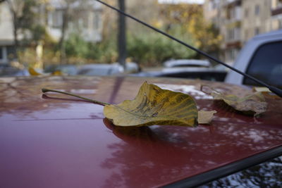 Close-up of dry leaves on car in city