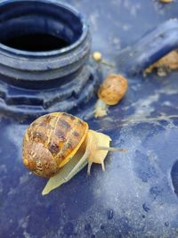 Close-up of snail