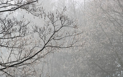 Low angle view of bare tree during winter