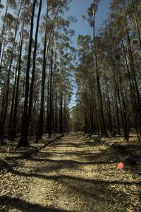 Trees in forest against sky