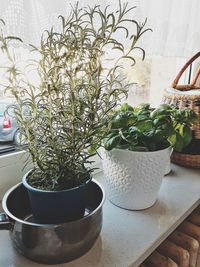 Potted plants on window sill