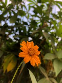 Close-up of yellow flowering plant