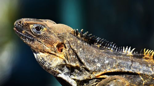 Close-up of lizard