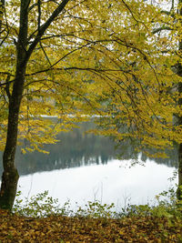 Scenic view of lake by trees during autumn