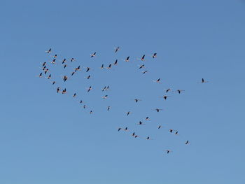 Low angle view of birds flying in sky