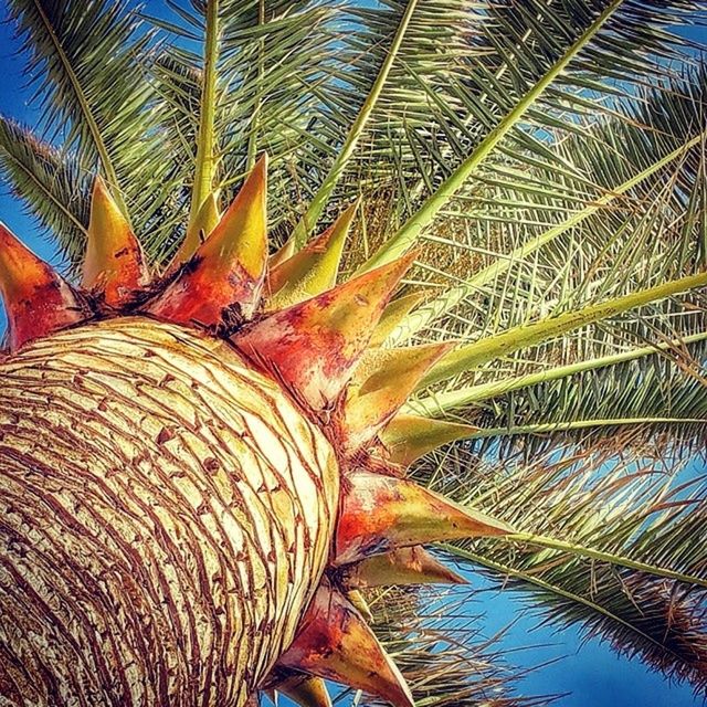 palm leaf, leaf, low angle view, palm tree, growth, nature, natural pattern, tree, beauty in nature, close-up, pattern, full frame, outdoors, backgrounds, day, no people, green color, branch, reflection, part of