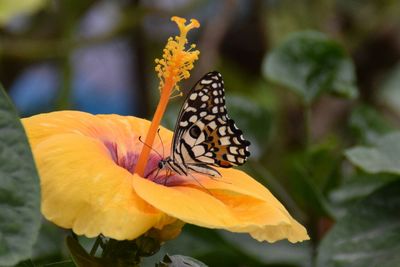 Close-up of butterfly on yellow flower