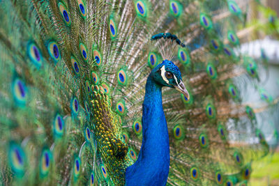 Male peacock displaying multicoloured, blue, green, gold, feathers in mating show fanned display