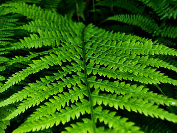 Full frame shot of fern leaves