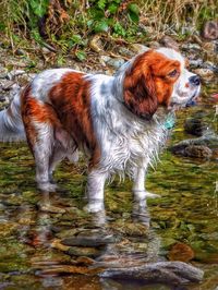 Dog standing in water