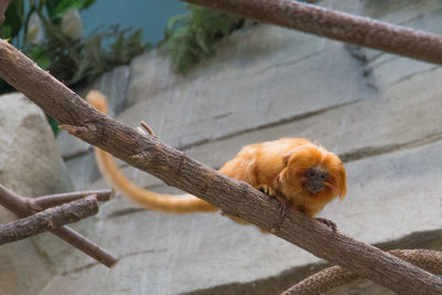 Low angle view of monkey on branch