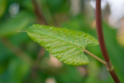 Close-up of fresh green leaf