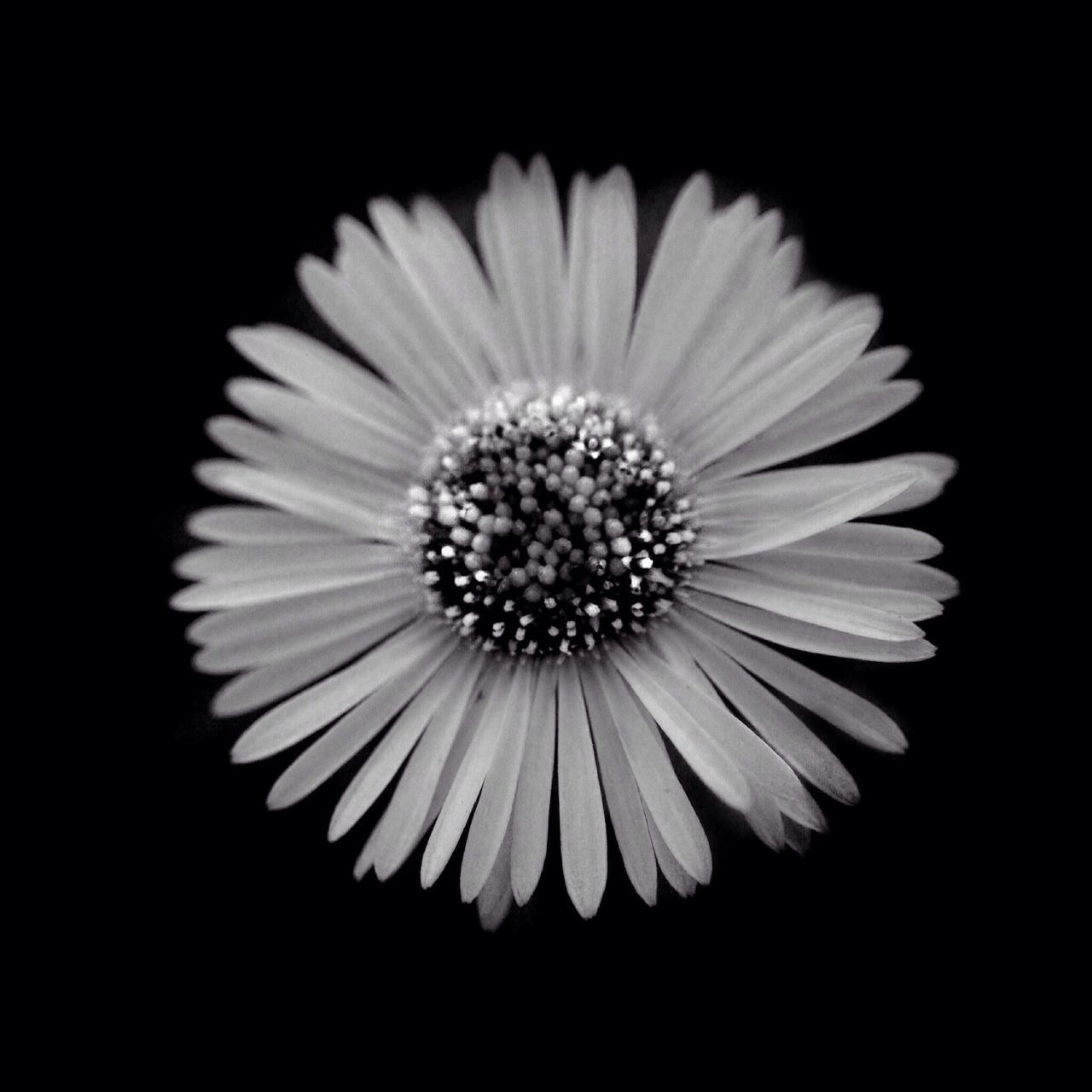 studio shot, black background, flower, flower head, petal, fragility, freshness, close-up, single flower, beauty in nature, copy space, pollen, nature, night, growth, daisy, no people, cut out, white color, blooming