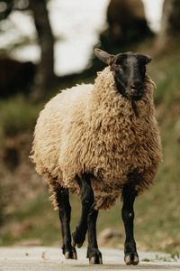 Sheep standing on field