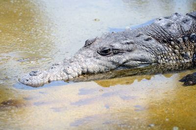 Close-up of crocodile in sea