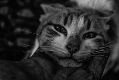 Close-up portrait of cat at home