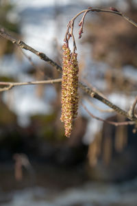 Close-up of frozen plant