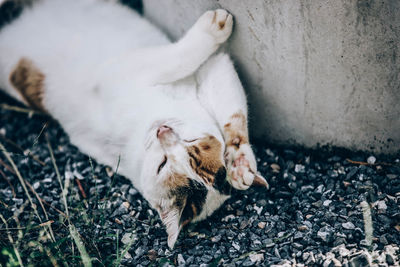 Close-up of a cat resting