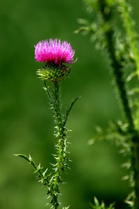 Close-up of pink thistle flower