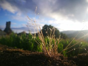 Close-up of grass growing on field against sky